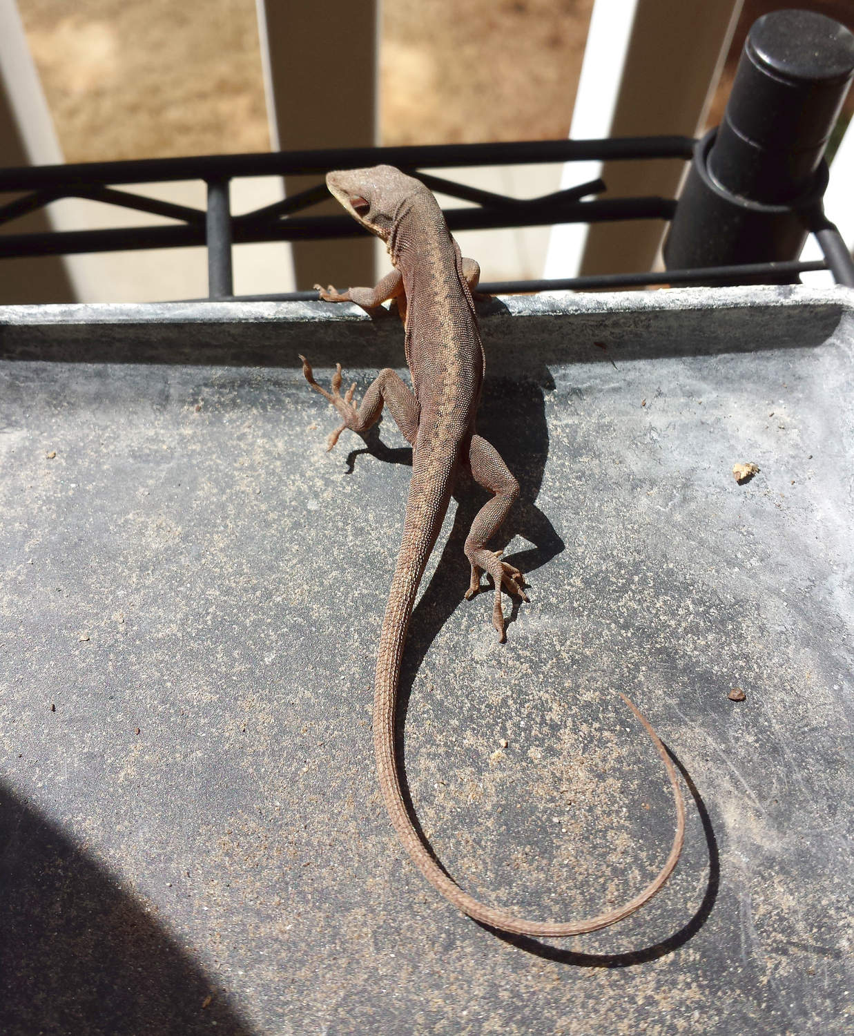 I have a lizard for a neighbor