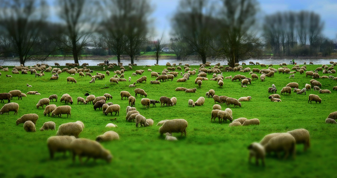 Baa! Moving the sheep during World War I