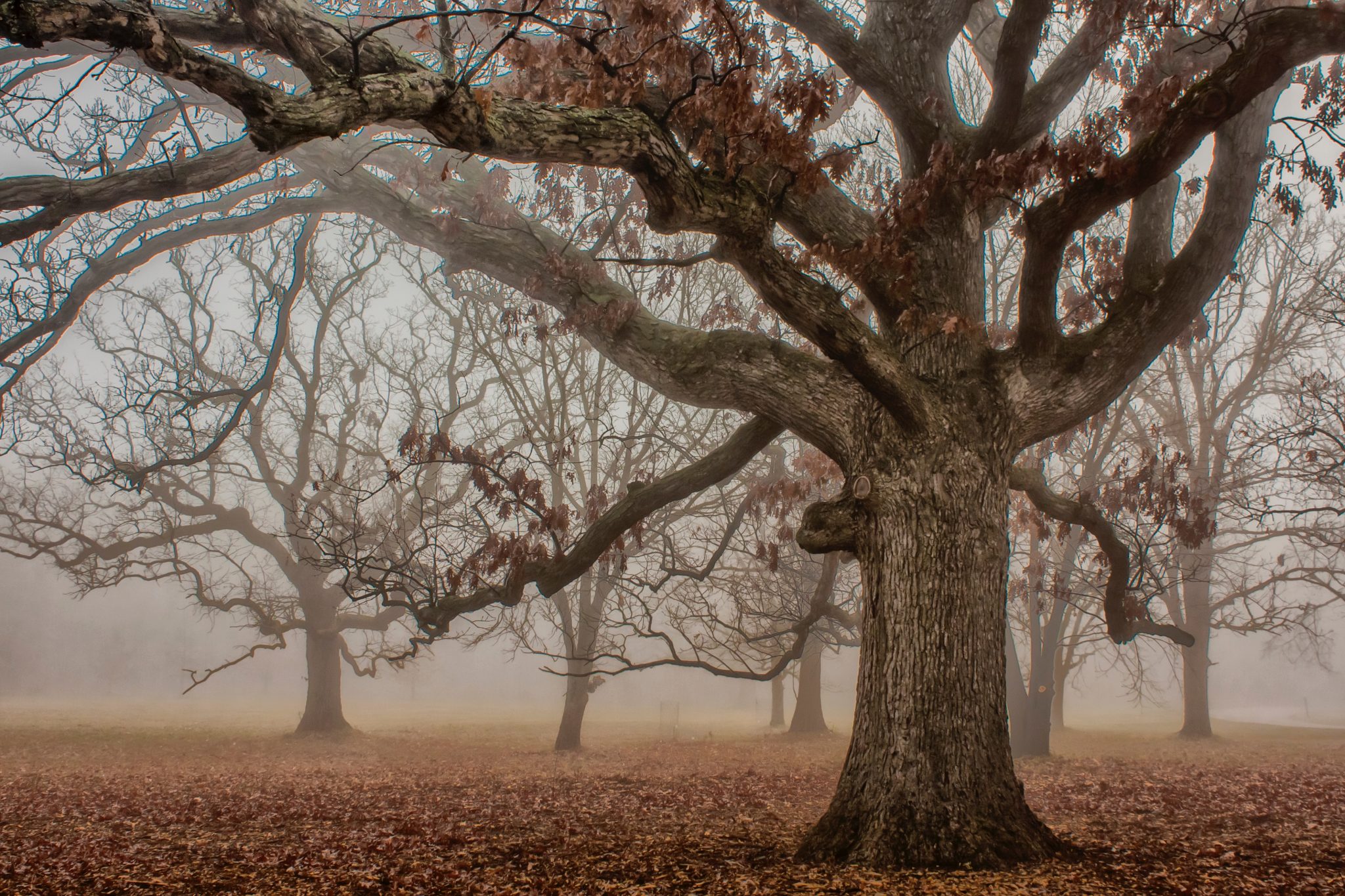 The slow death of autumn